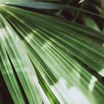 palm